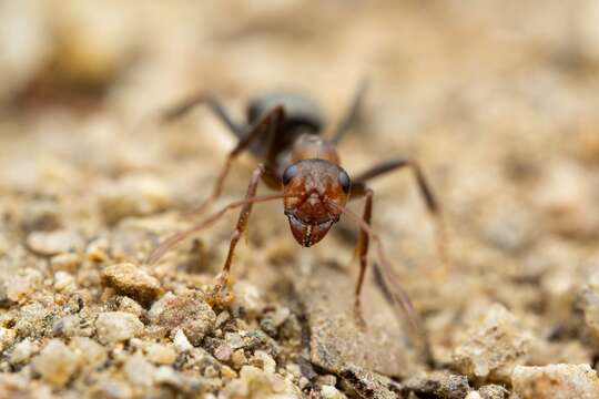 Слика од Formica foreliana Wheeler 1913