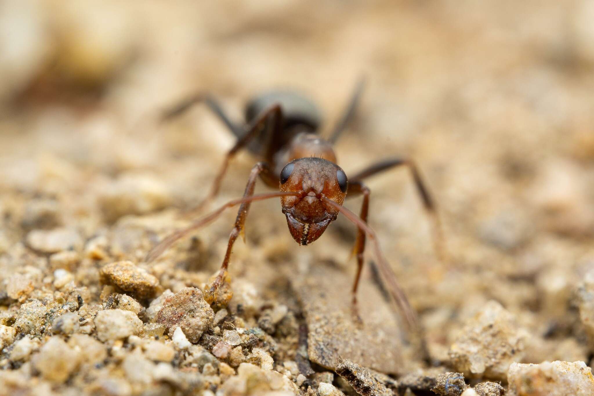 Image of Formica foreliana Wheeler 1913