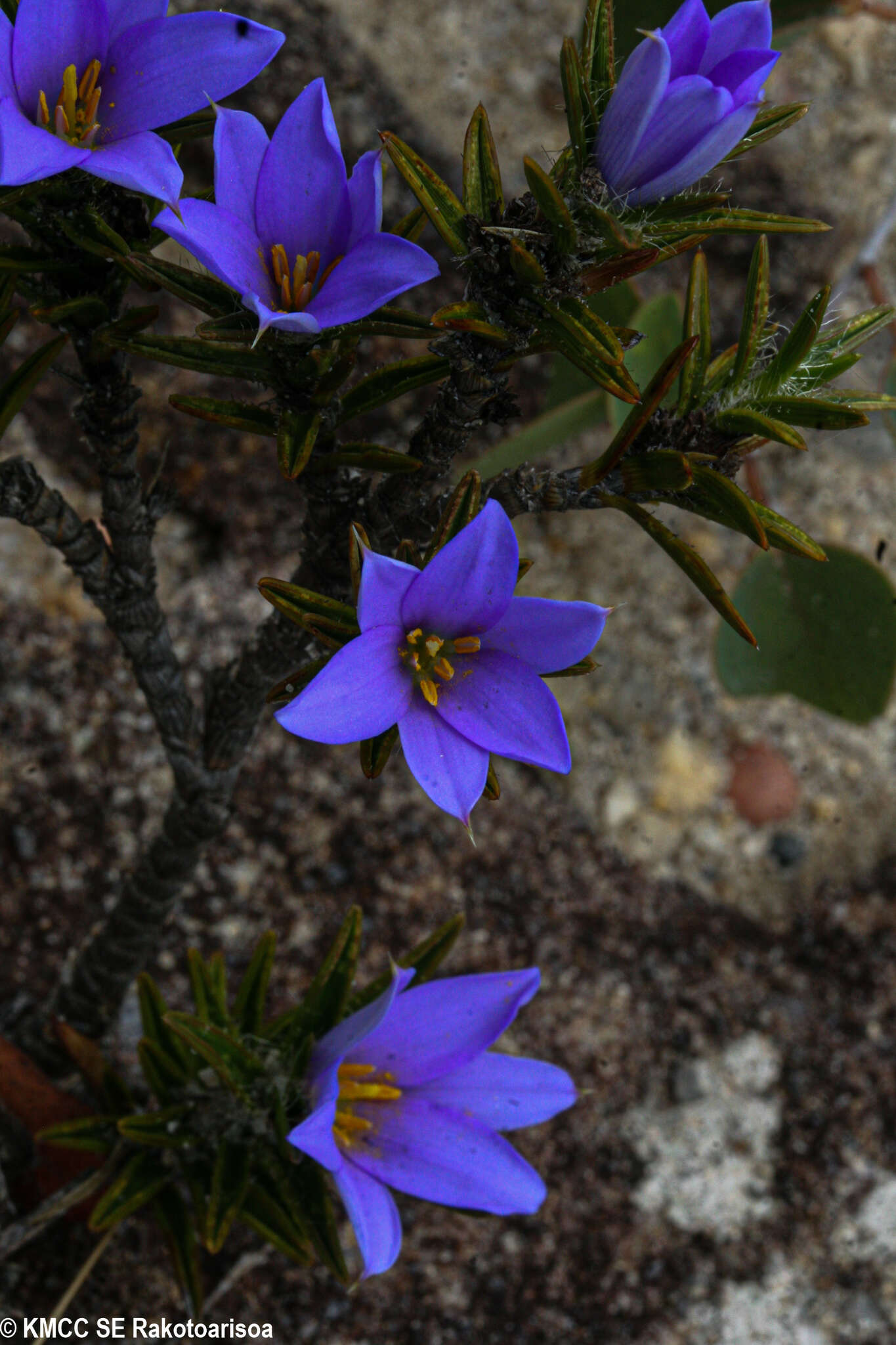 Image of Xerophyta setosa Phillipson & Lowry