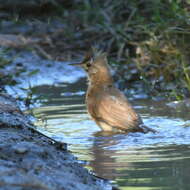 Image of Crested Hornero