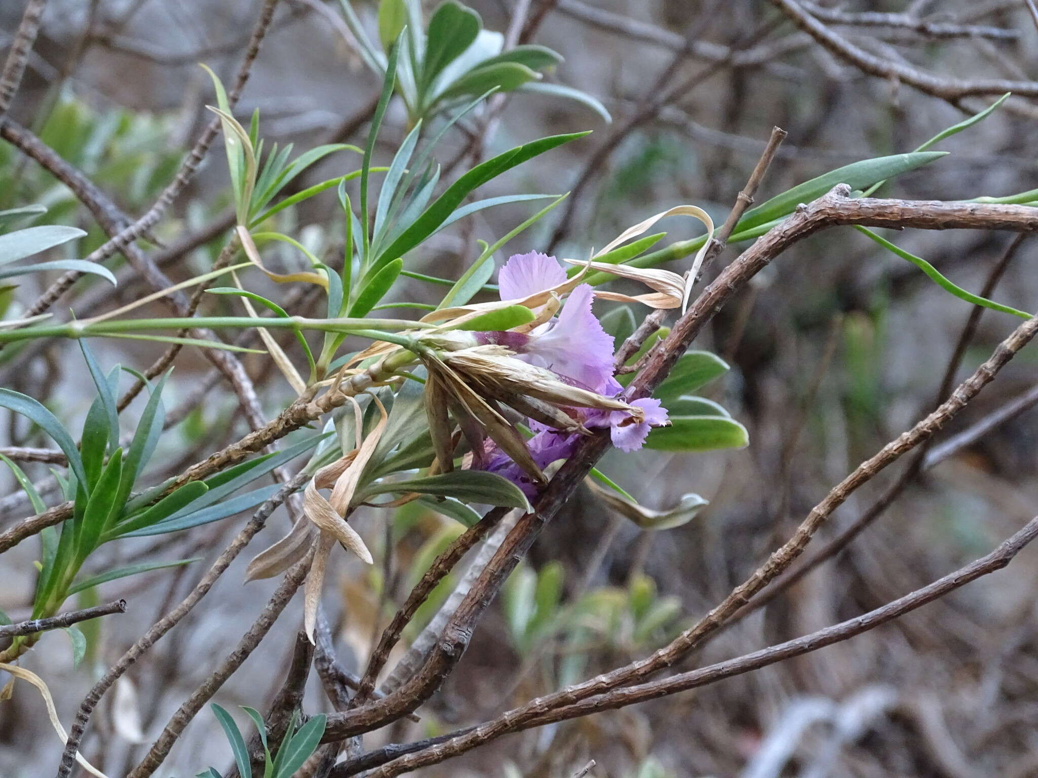 Image of Dianthus rupicola Biv.