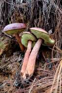 Image of Aureoboletus projectellus (Murrill) Halling 2015