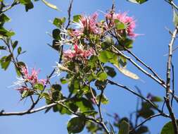 Sivun Bauhinia divaricata L. kuva