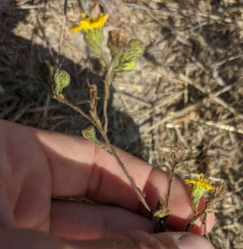 Image of grassland tarweed