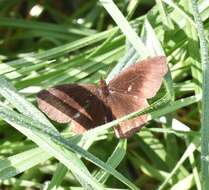 Imagem de Panyapedaliodes drymaea Hewitson 1858