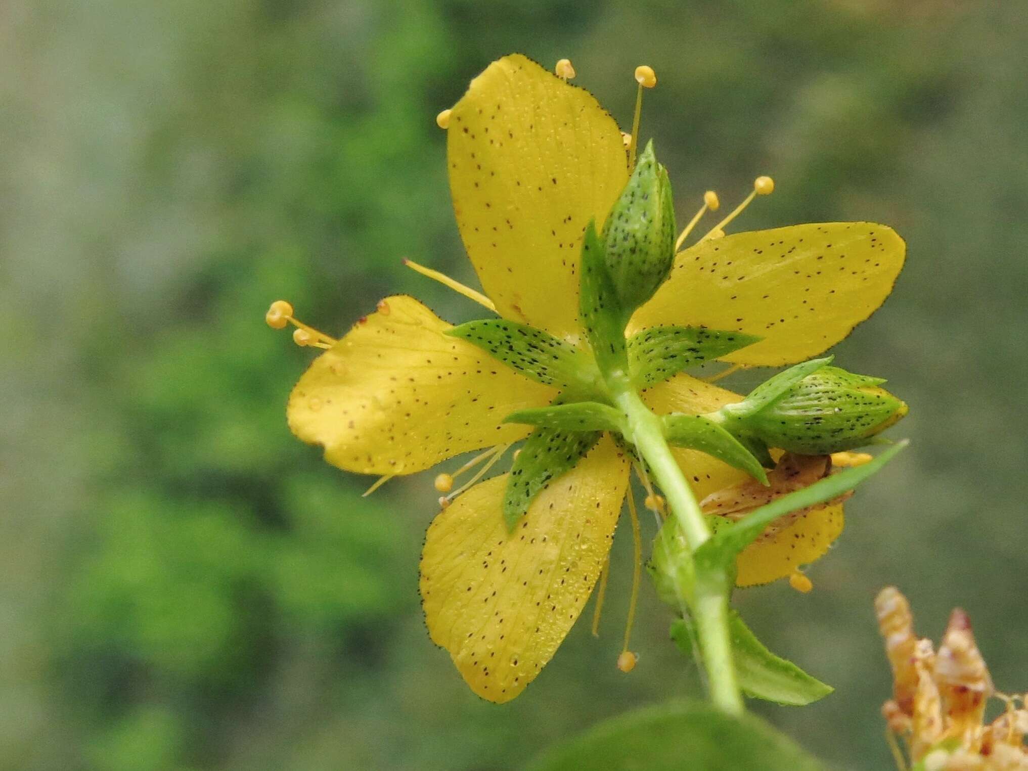 Imagem de Hypericum pseudomaculatum Bush