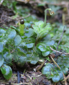 Image de Treubia lacunosa (Colenso) Prosk.