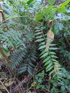 Image of Ailanthus triphysa (Dennst.) Alston