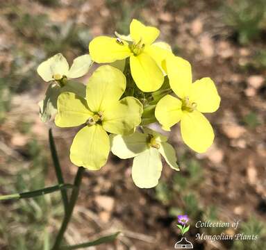 Image of Erysimum flavum (Georgi) Bobrov