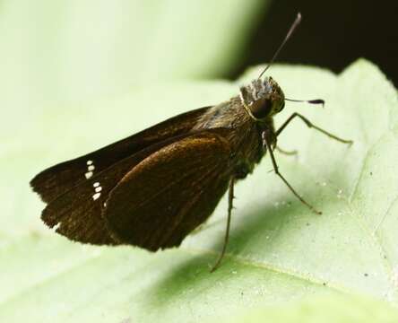 Image of blank swift