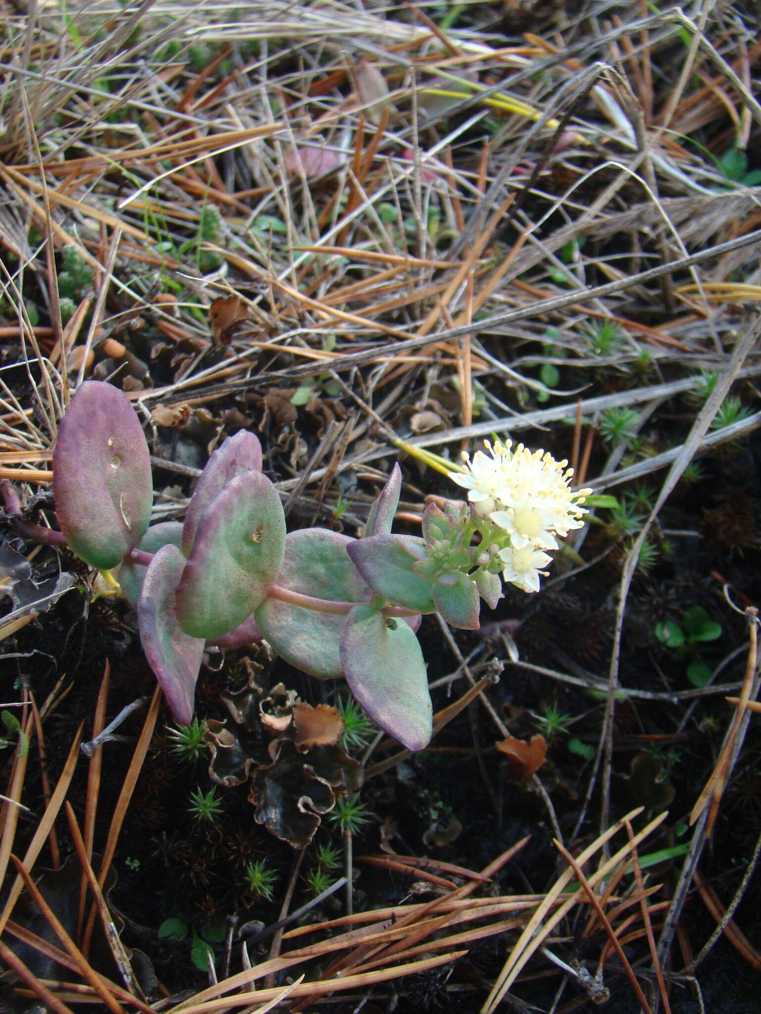 Image of Hylotelephium telephium subsp. ruprechtii (Jalas) H. Ohba