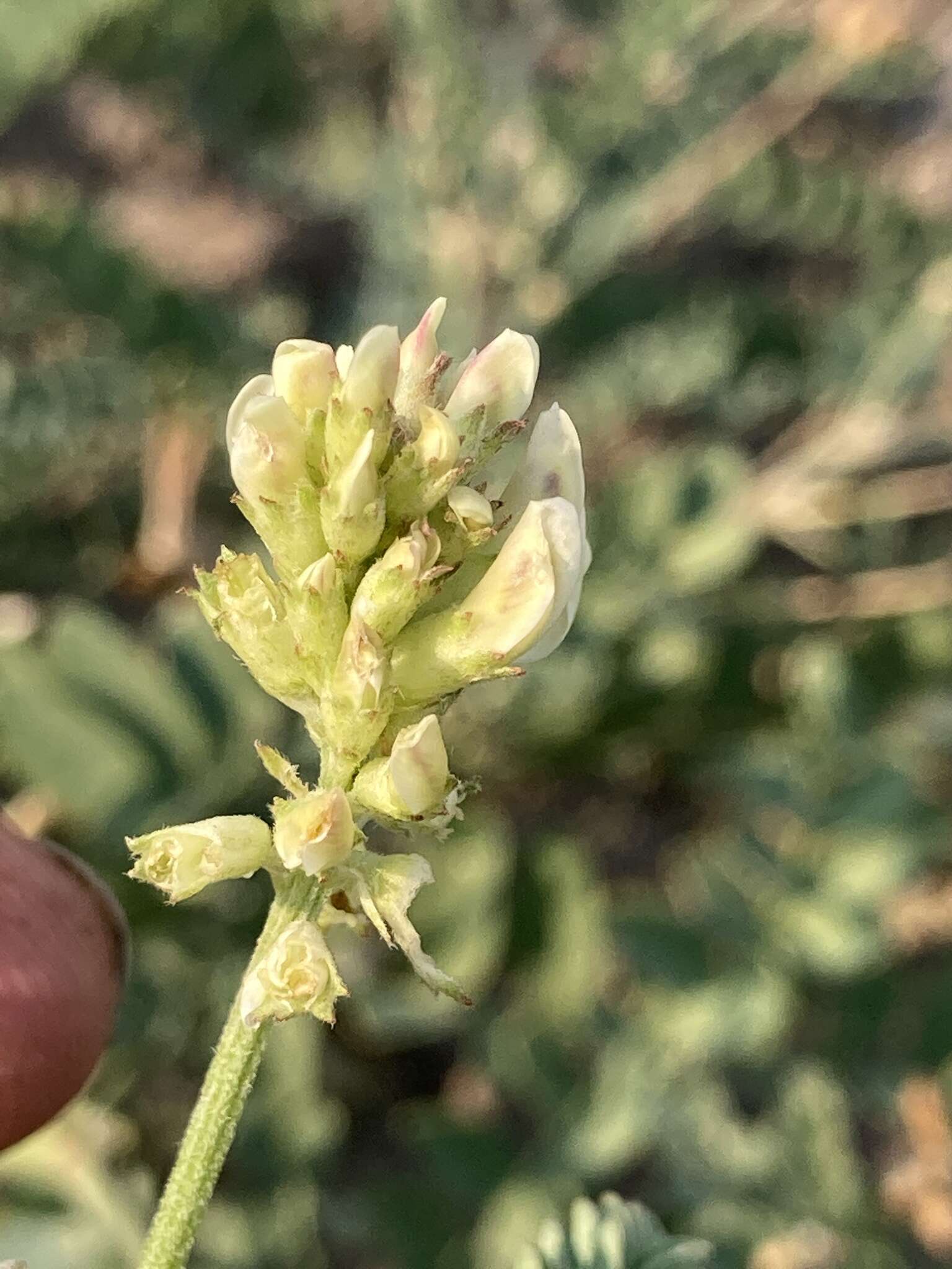 Astragalus canadensis var. brevidens (Gandog.) Barneby的圖片