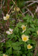 Image of American globeflower