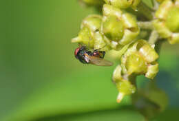 صورة Lamprolonchaea smaragdi (Walker 1849)