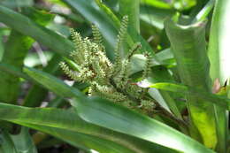Image of Aechmea lingulata var. patentissima (Mart. ex Schult. & Schult. fil.) L. B. Sm.