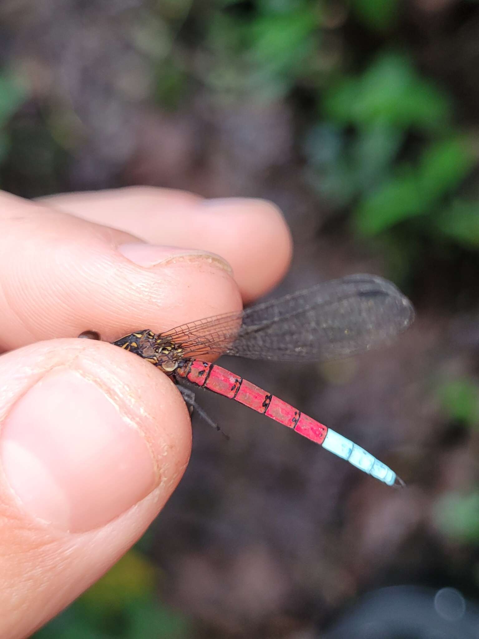 Image of Chlorocypha curta (Hagen ex Selys 1853)