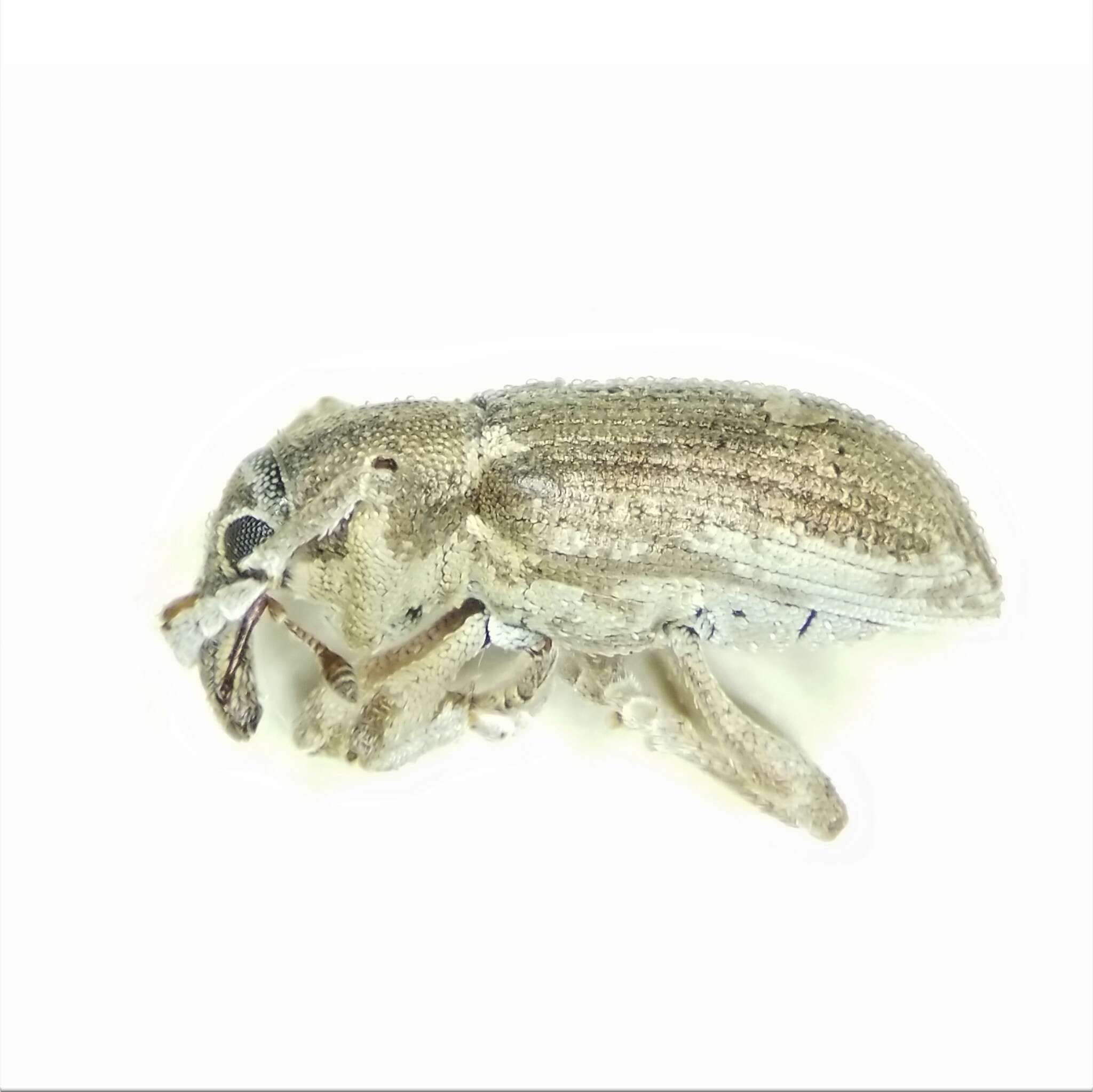 Image of Notiodes aeratus