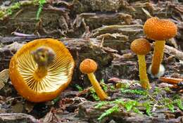 Imagem de Pholiota granulosa (Peck) A. H. Sm. & Hesler 1968