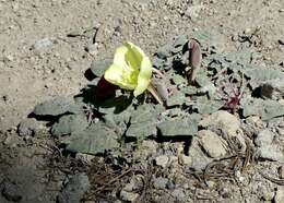 Imagem de Oenothera xylocarpa Coville