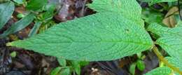 Image of Begonia buddleiifolia A. DC.