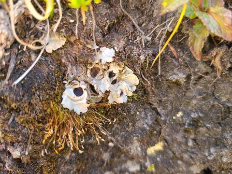 Image of chocolate chip lichen