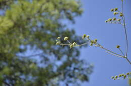 Image of Eryngium thorifolium Boiss.