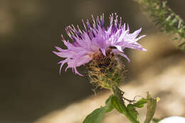 Слика од Centaurea sphaerocephala L.