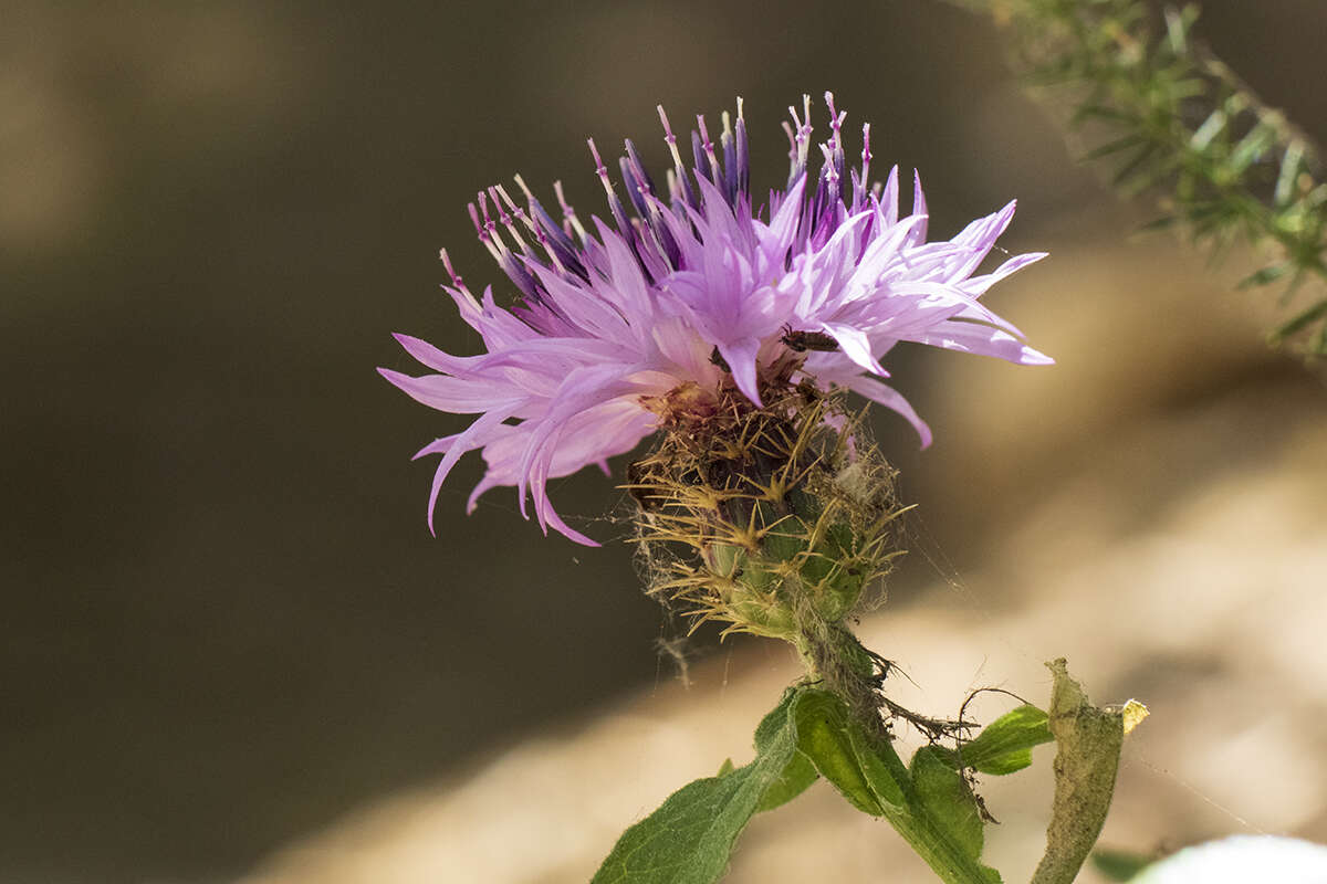 Слика од Centaurea sphaerocephala L.