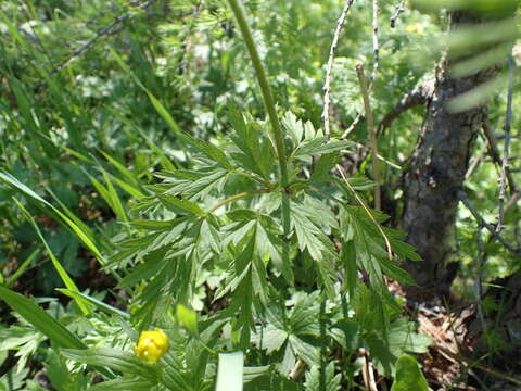 Imagem de Pulsatilla alpina subsp. alpina