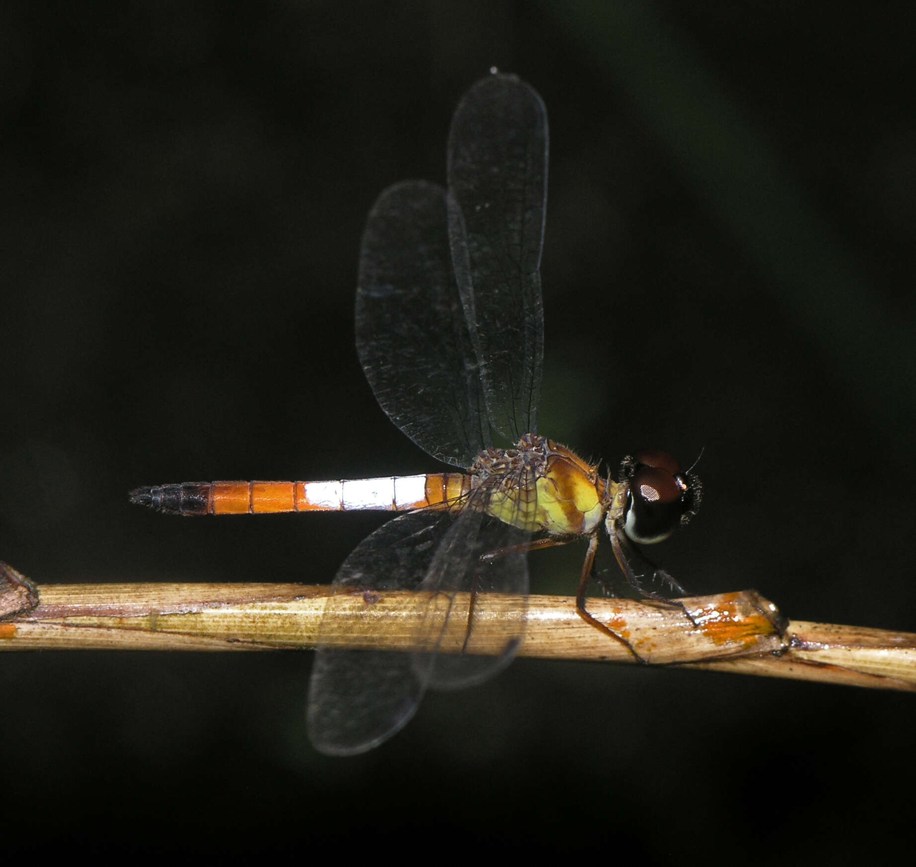 Image of Brachygonia oculata (Brauer 1878)