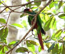 Image of Blue-throated Parakeet