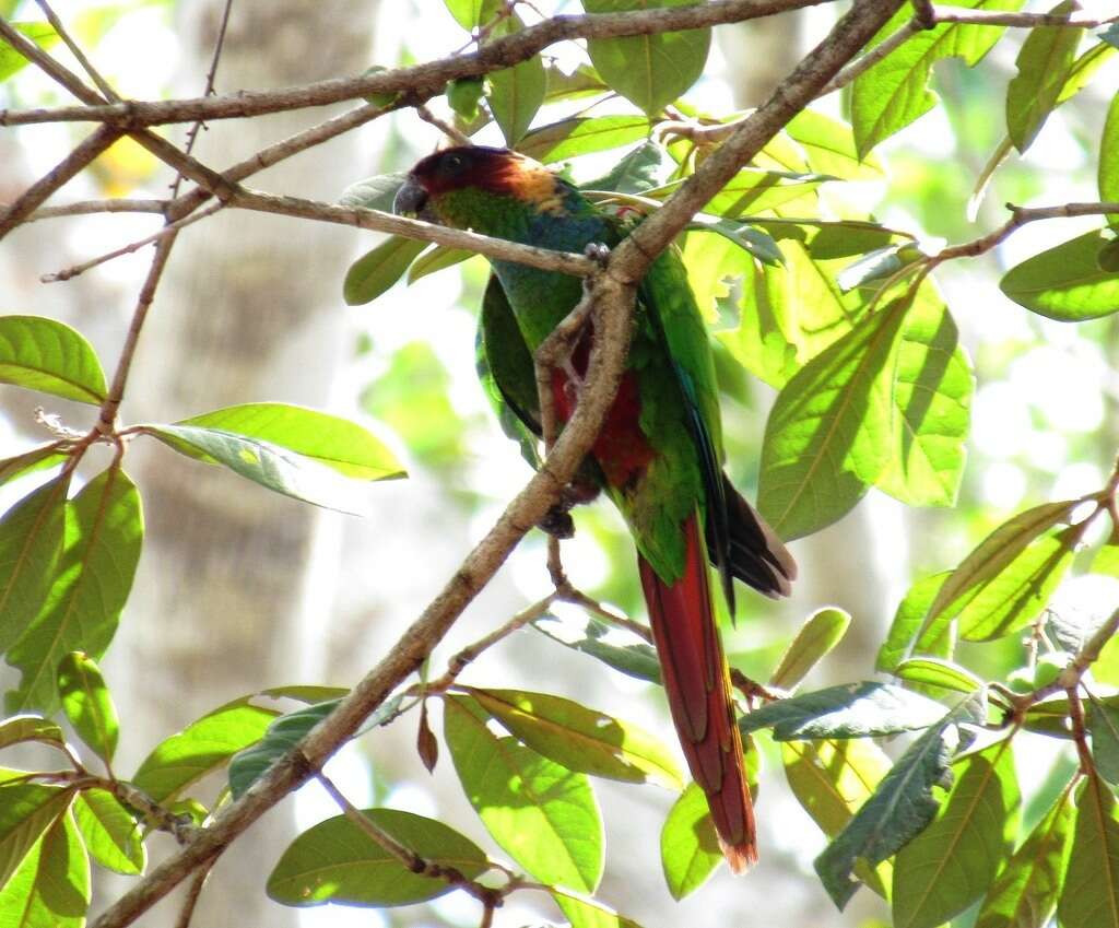 Image of Blue-throated Parakeet