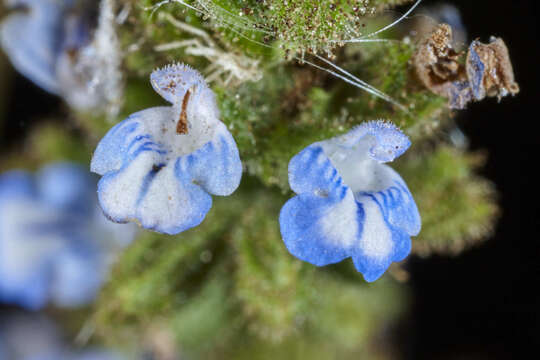 Image of West Indian sage