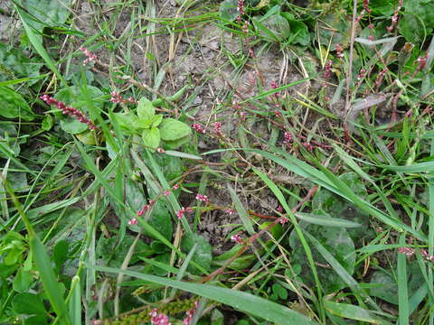 Image of Pygmy Smartweed