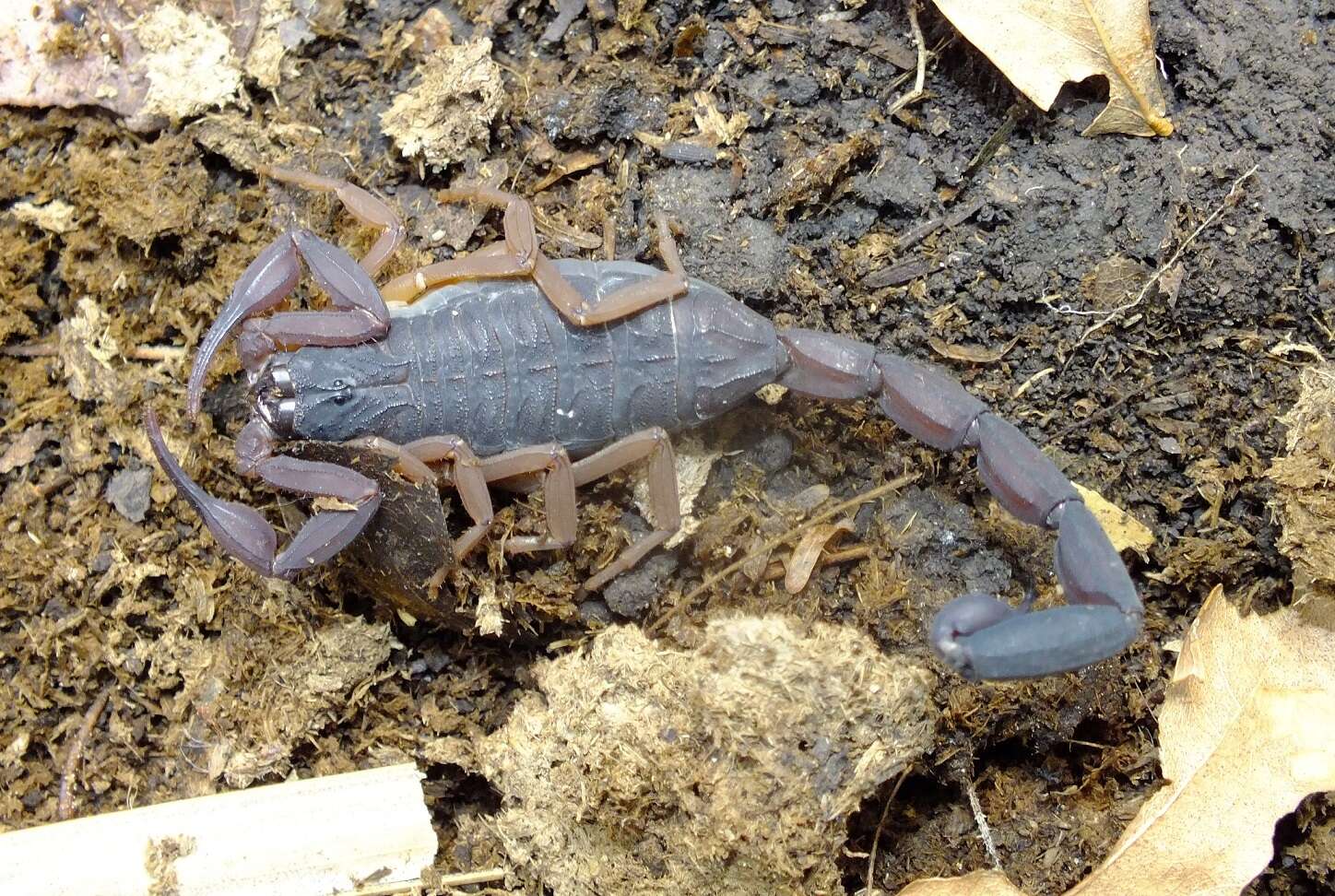 Image of Florida Bark Scorpion