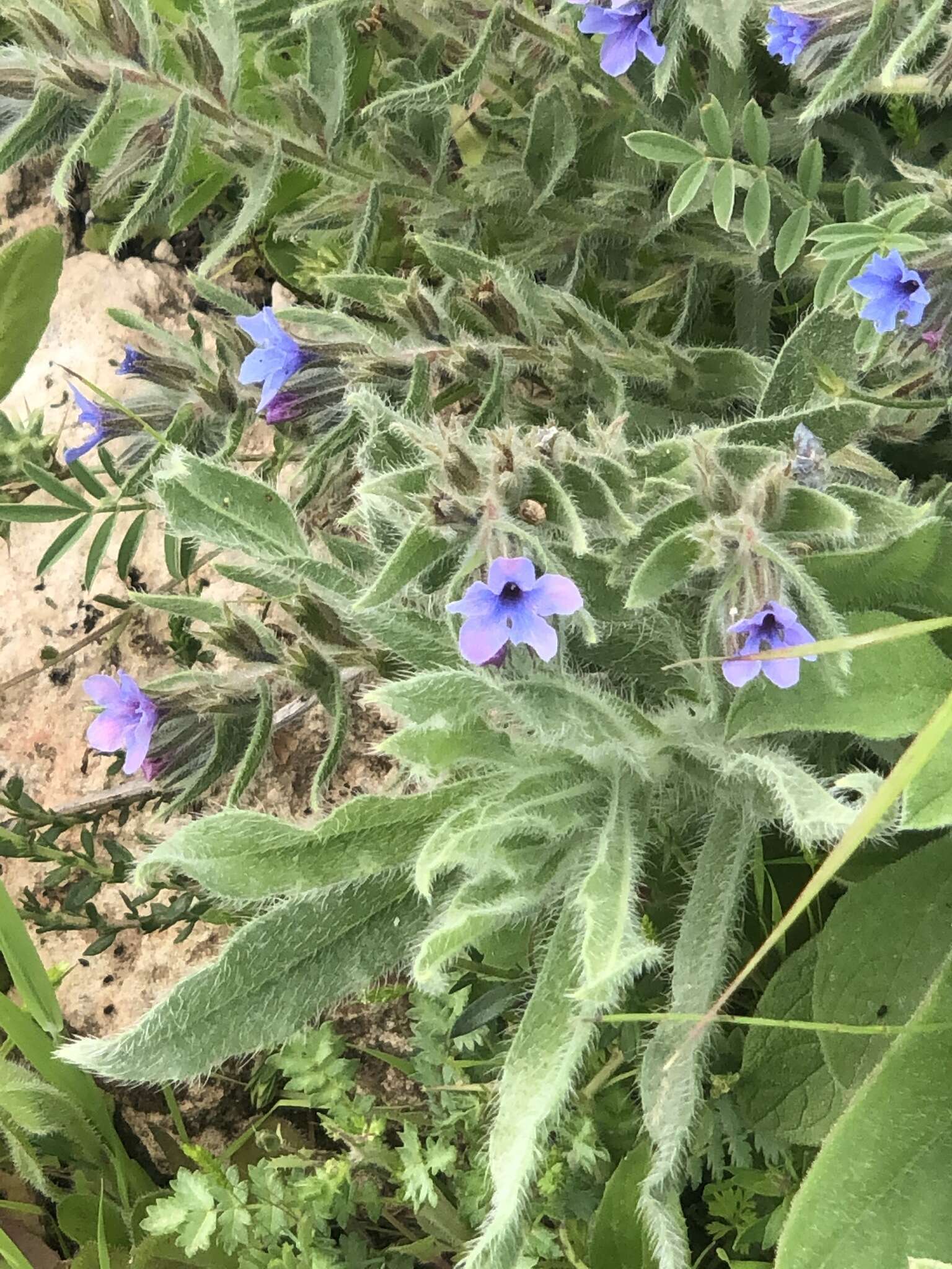 Image of strigose alkanet