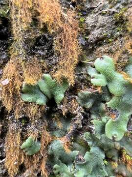 Image of Marchantia chenopoda L.