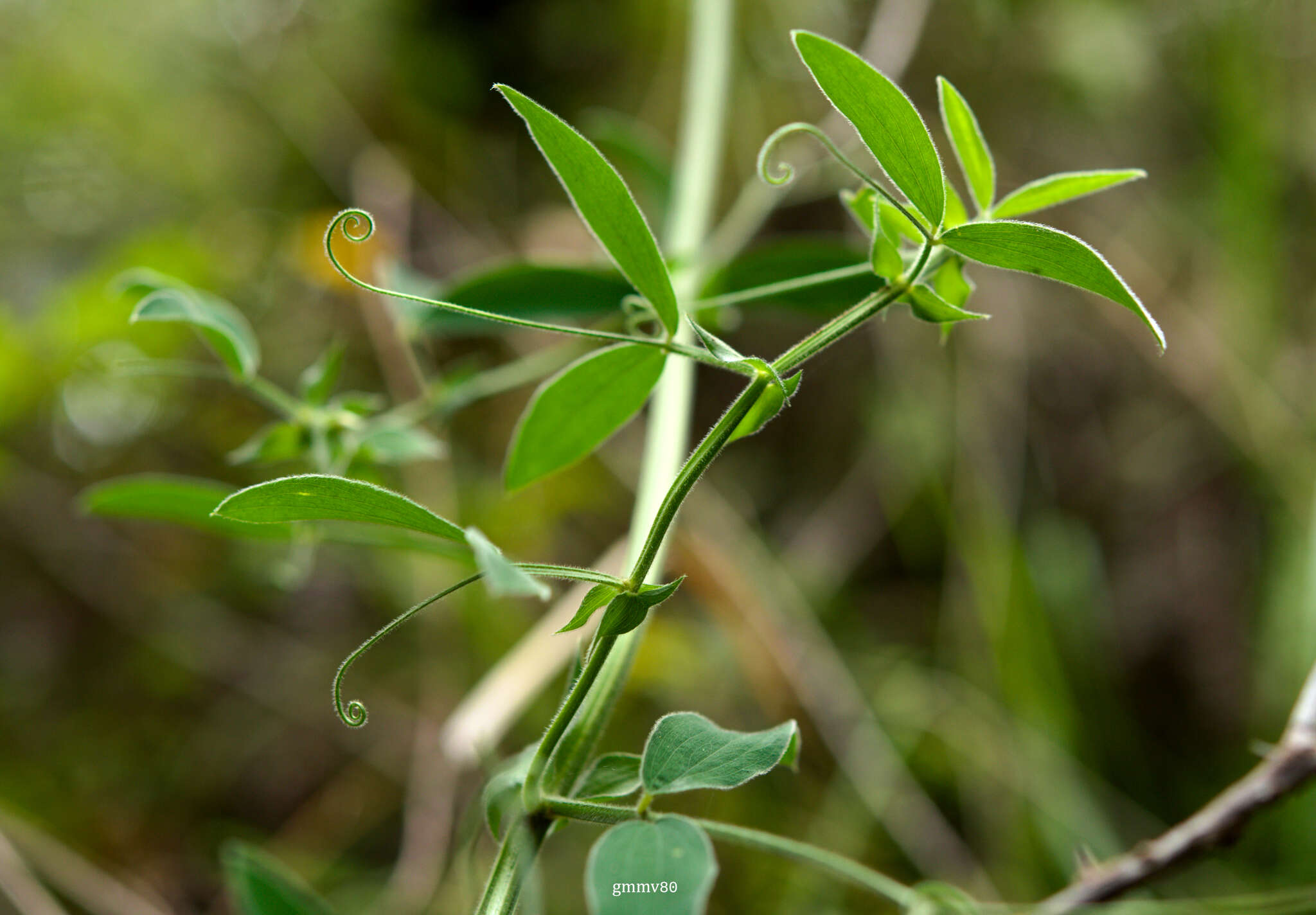 Imagem de Lathyrus pubescens Hook. & Arn.