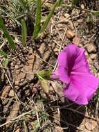 Image of Ipomoea robertsiana Rendle