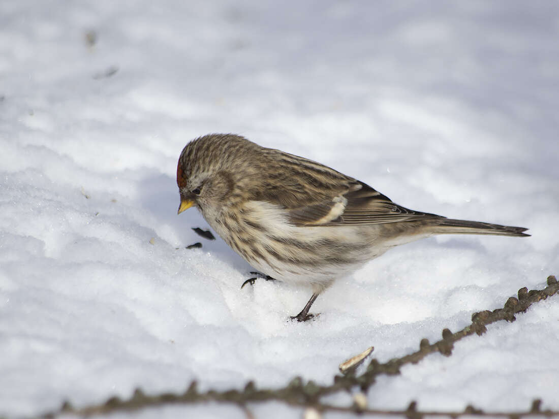 Image of Common Redpoll