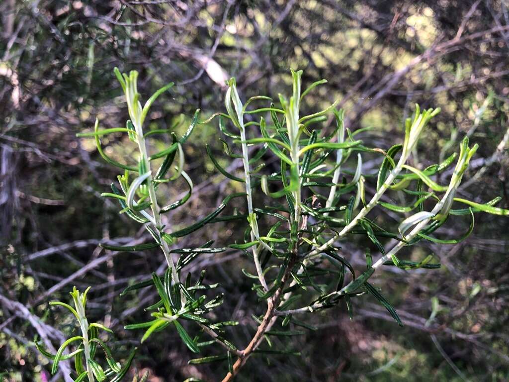 Cassinia laevis R. Br. resmi