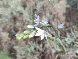 Image of Ornithogalum fischerianum Krasch.