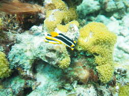 Image of Chromodoris africana Eliot 1904