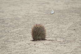 Image of Coryphantha poselgeriana (A. Dietr.) Britton & Rose