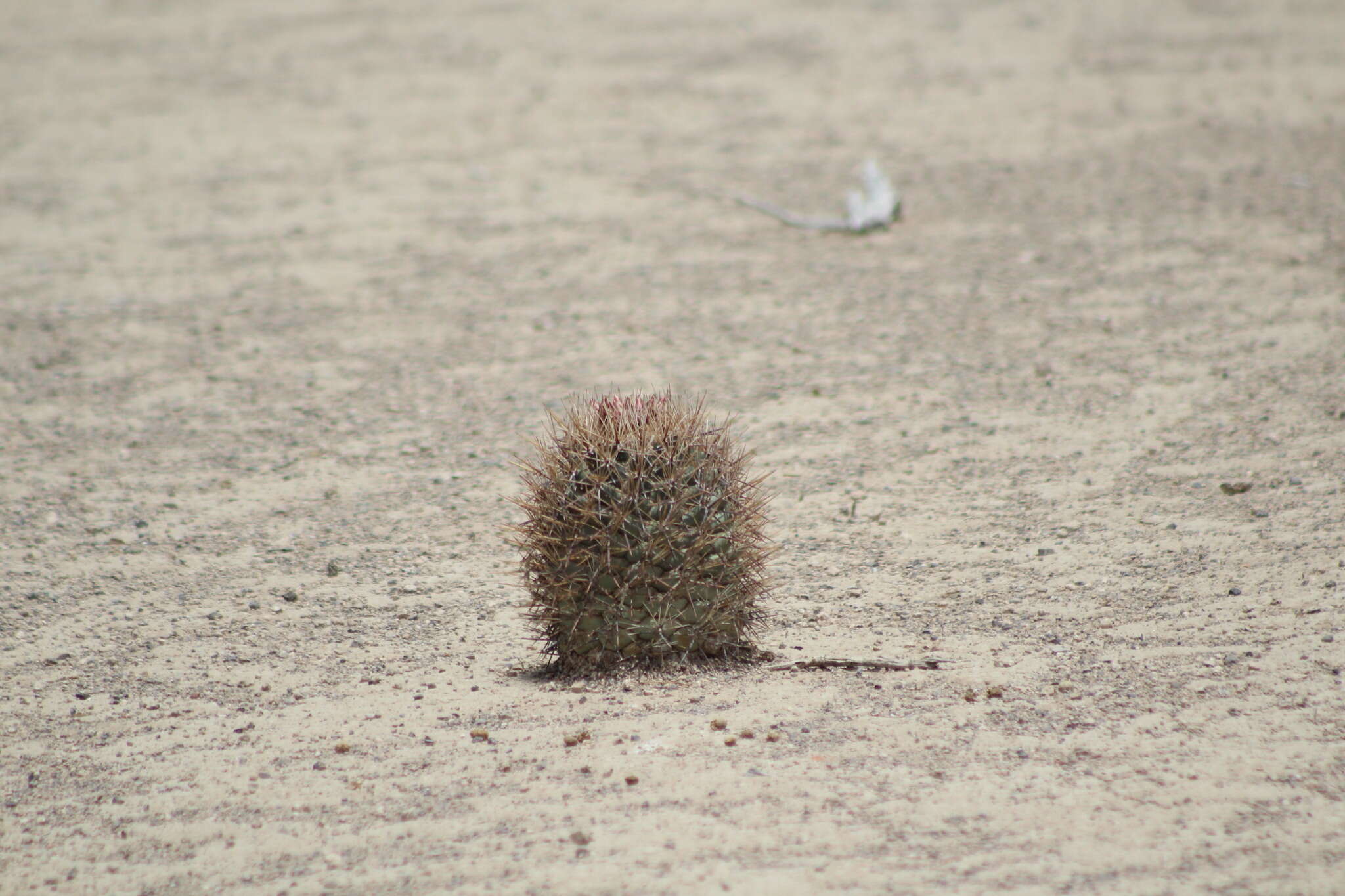 Image of Coryphantha poselgeriana (A. Dietr.) Britton & Rose