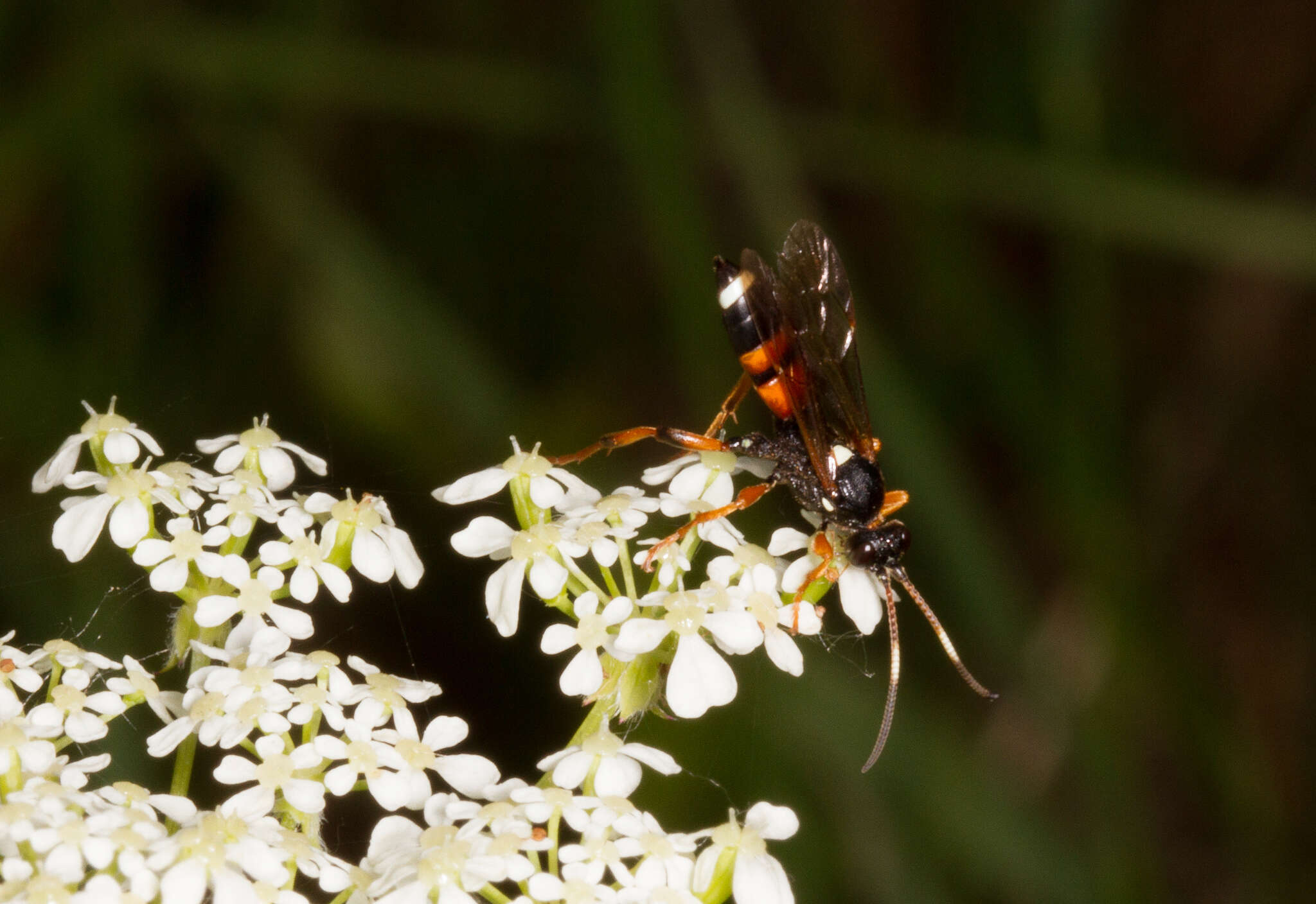 Image of Ichneumon sarcitorius Linnaeus 1758