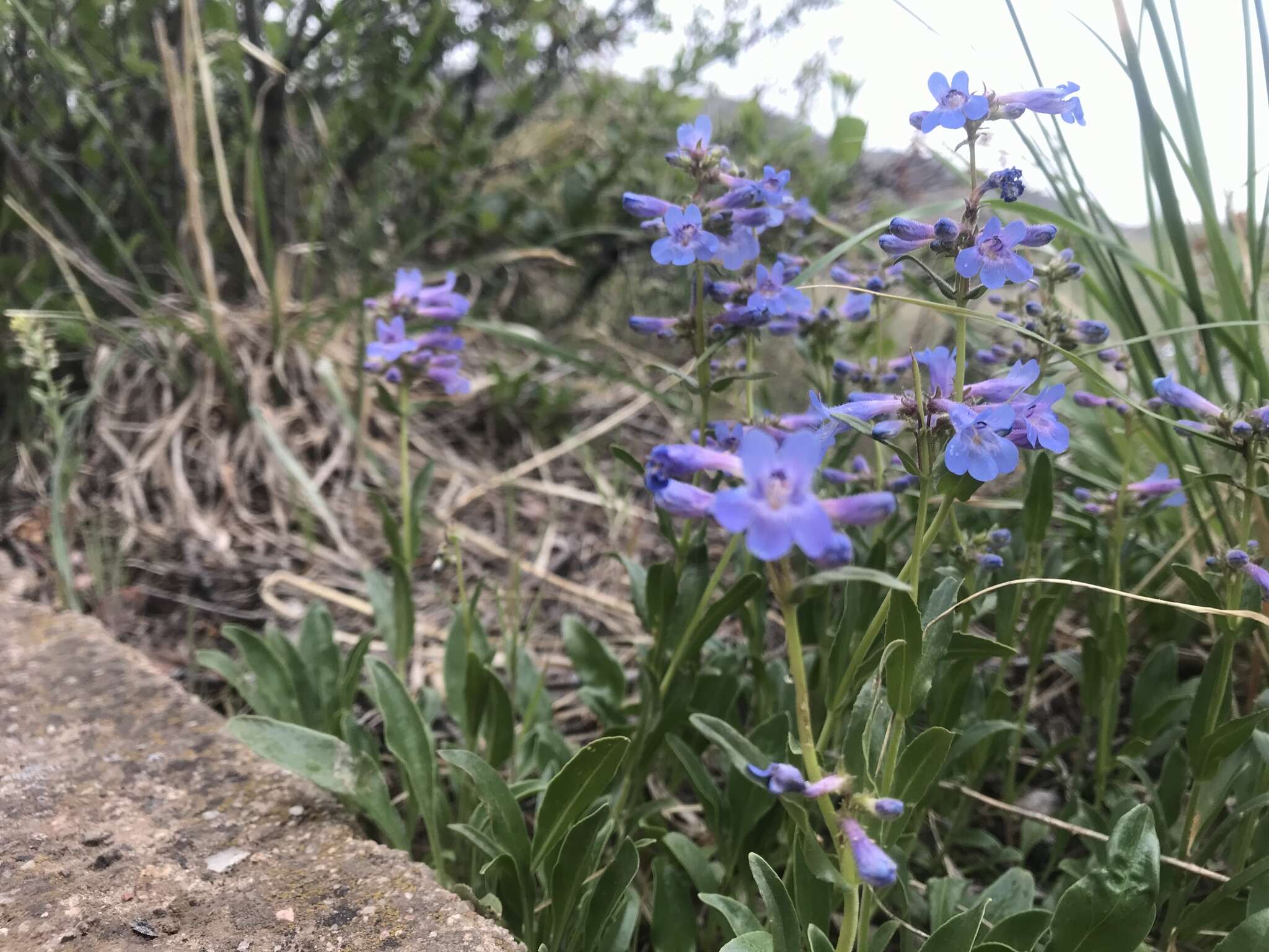 Image of Front Range beardtongue