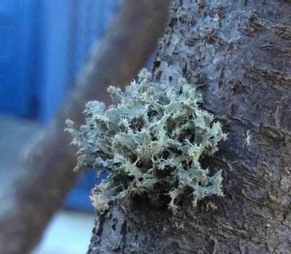 Image of teloschistes lichen