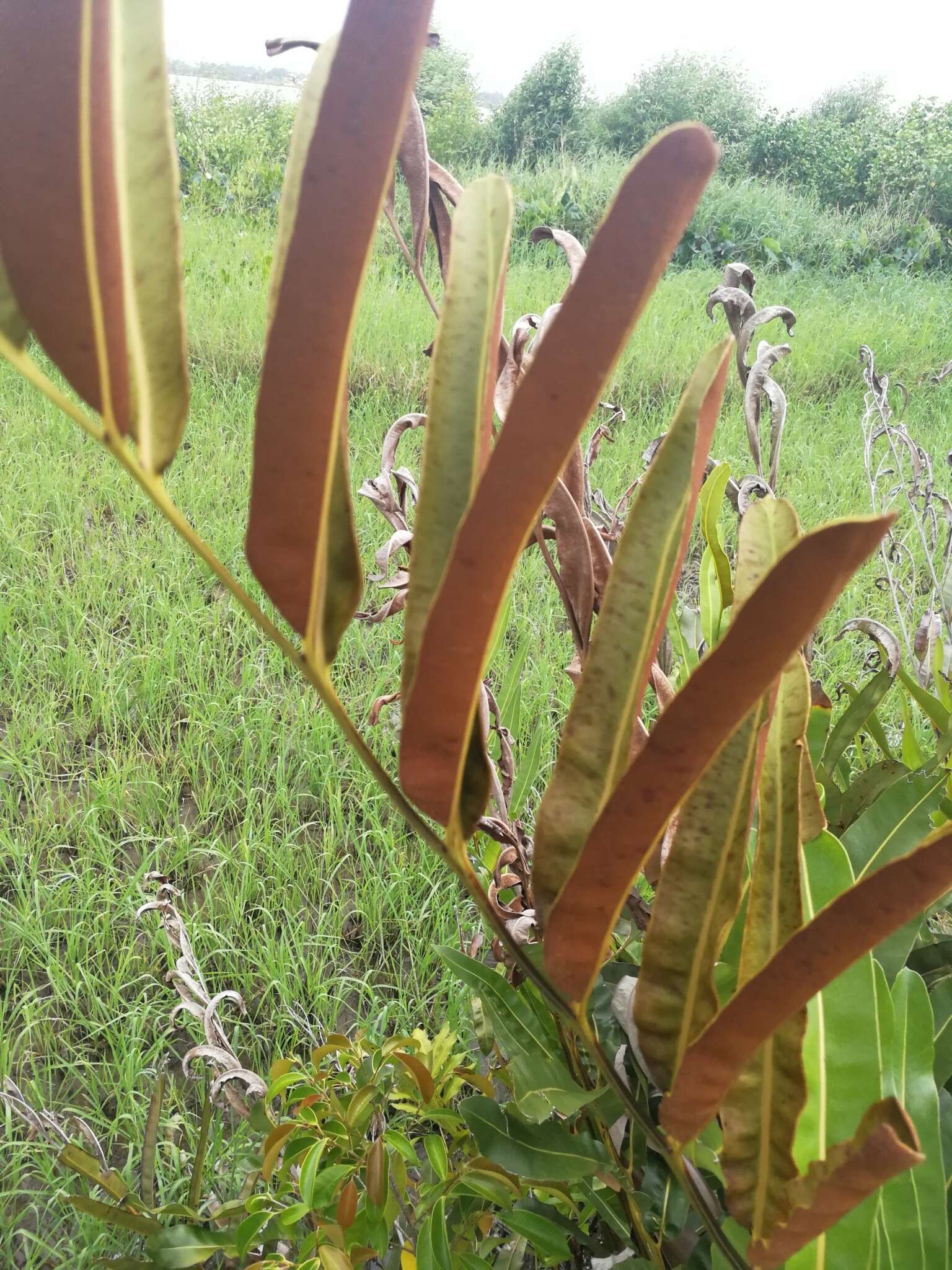 Image of Golden Leather Fern