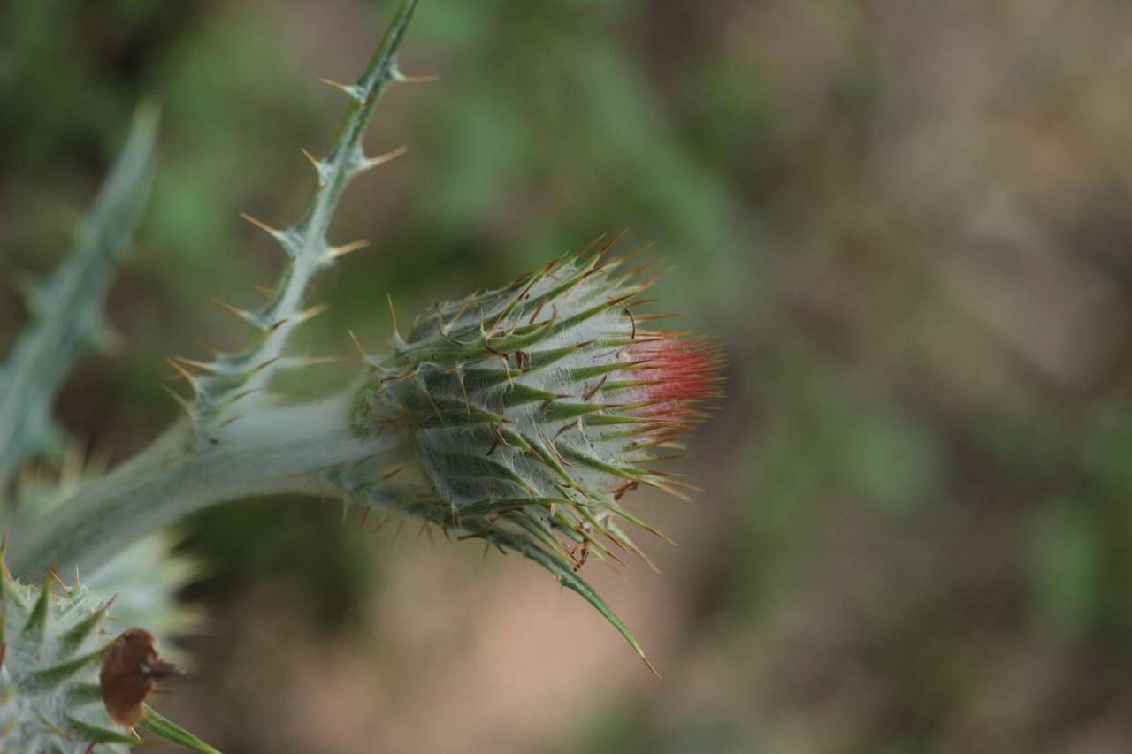 Cirsium ehrenbergii Sch. Bip.的圖片